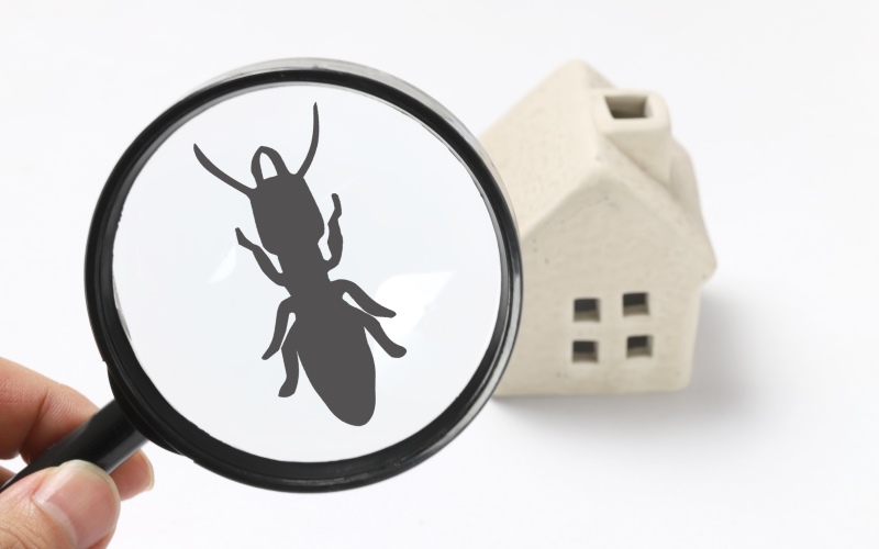 Diagnostics le diagnostic termite près de vairé